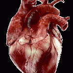 Omocisteina alta e rischio cardiovascolare