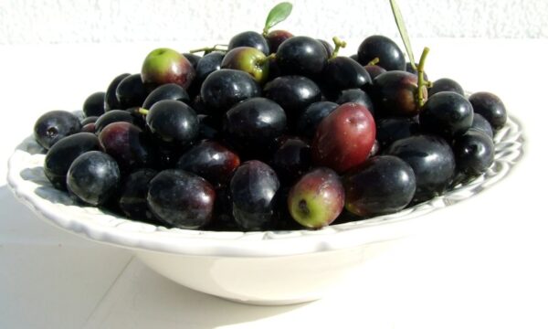 Gli Antiossidanti delle Olive Nere da Tavola
