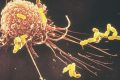 I Macrofagi: Le Sentinelle che vi proteggono da Tumori e Virus