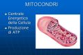 Mitocondri e Benessere: Il ruolo del Coenzima Q10, acido alfa lipoico e N-acetilcarnitina