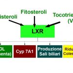 Il Ruolo del recettore LXR nello Smaltimento del colesterolo