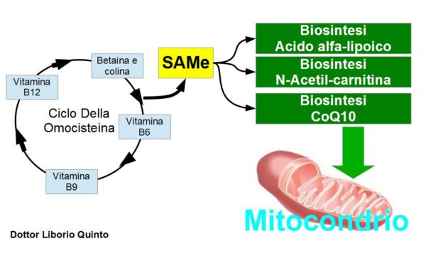 Il ciclo dell’omocisteina alla base della salute dei Mitocondri