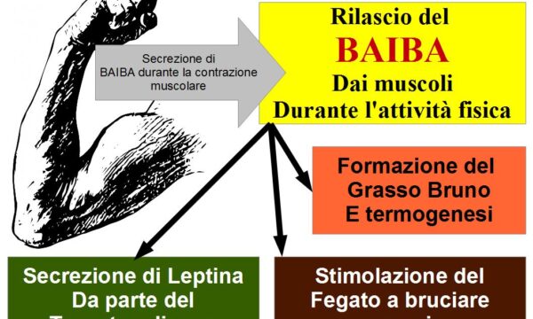 Il BAIBA: Ormone Brucia grassi