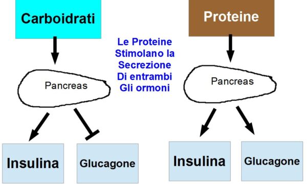 Le Proteine Stimolano la secrezione di Insulina o di Glucagone?