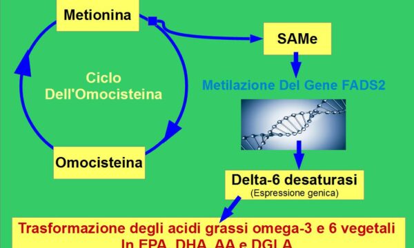 Omocisteina Regola il Metabolismo Dei Grassi Essenziali