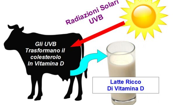 Latte Irradiato ricco di Vitamina D