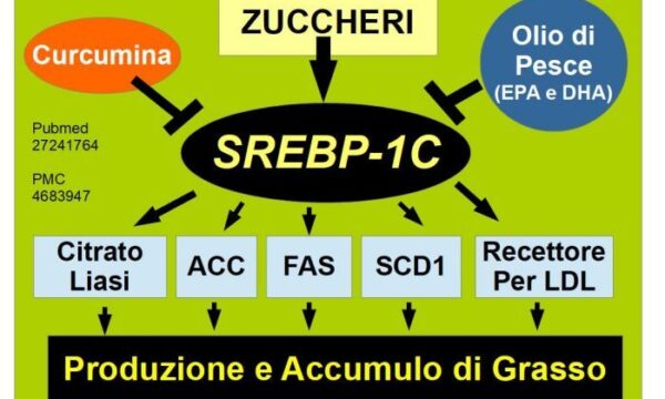 Il Sensore dell’obesità “SREBP-1C”