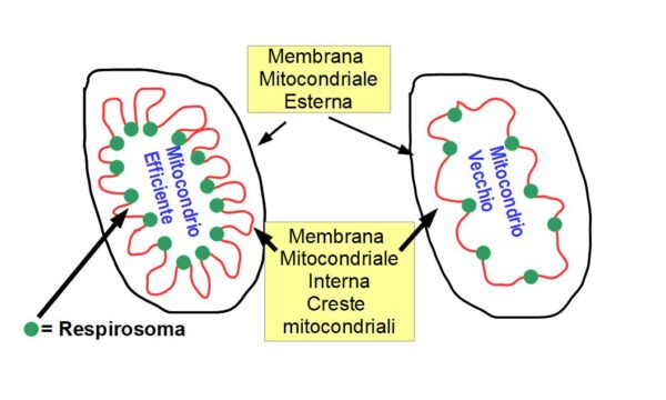 Creste Mitocondriali e Salute