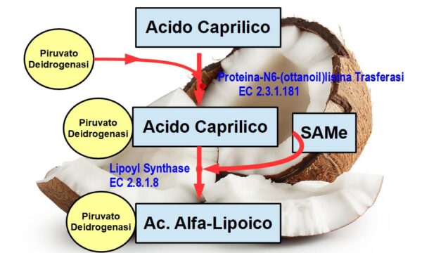 Acido Caprilico dell’Olio di Cocco
