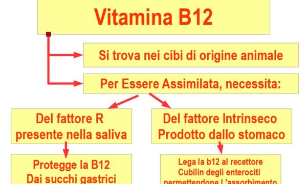 La Vitamina B12: Come si Assimila?