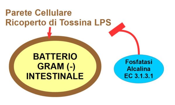 La Fosfatasi Alcalina Ci Aiuta a Tollerare i Batteri Intestinali
