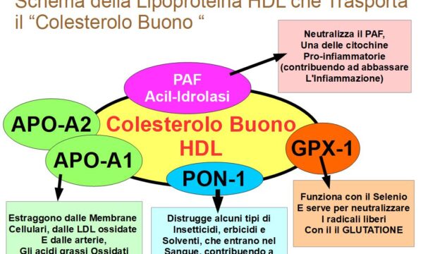 Lipoproteina HDL della Giovinezza