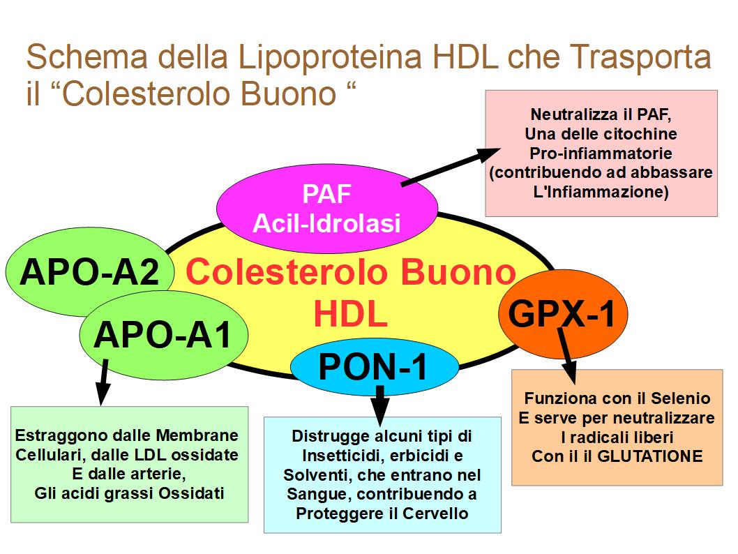 Lipoproteina HDL della Giovinezza