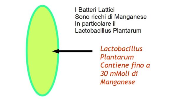 Lactobacillus Plantarum e Manganese