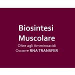 Biosintesi Muscolare
