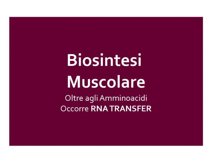 Biosintesi Muscolare: oltre agli amminoacidi, occorre energia, spinta ormonale ed RNA Transfer