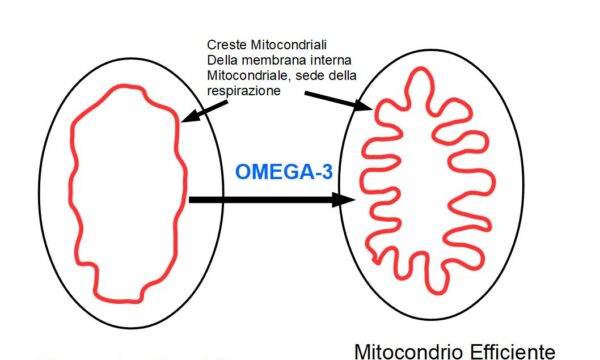 Omega-3 e Respirazione cellulare