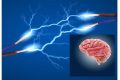 Il Cervello è un Organo Elettrico?