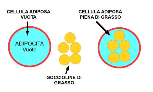 Differenza tra Tessuto Adiposo e Grasso