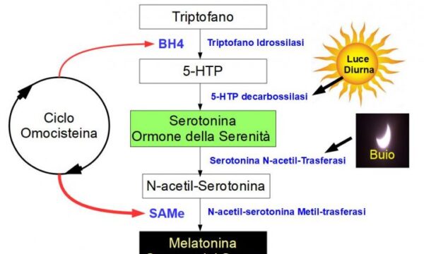 Anche la Pelle Produce Serotonina