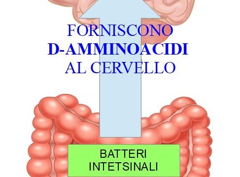 D-Amminoacidi Batterici e salute cerebrale