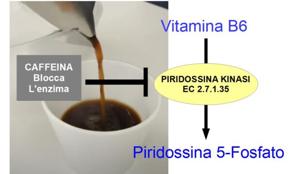 La caffeina inibisce la Vitamina B6