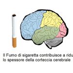 Il Fumo Corrode la Corteccia Cerebrale