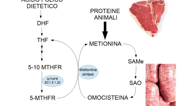 Proteine animali e omocisteina