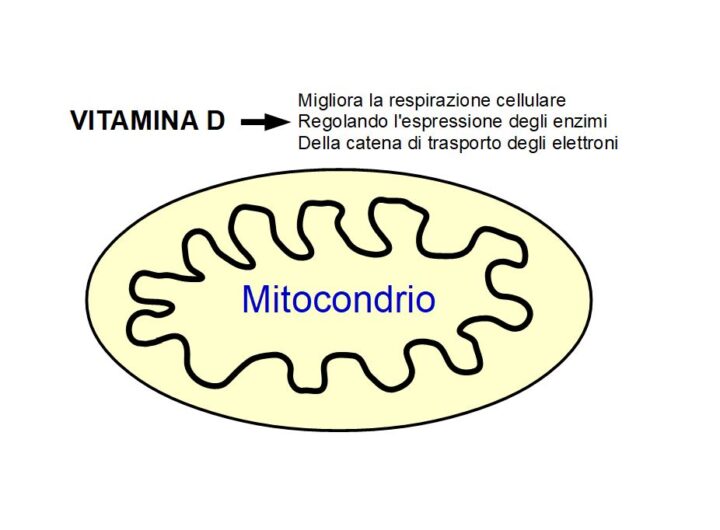 Vitamina D3 attiva i mitocondri