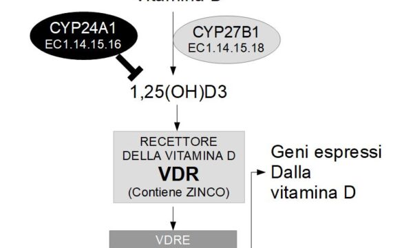 Vitamina D e Cyp24A1