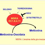 MSRA: Un enzima preventivo dell’invecchiamento