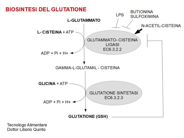 Nozioni poco note sul Glutatione - BIOSINTESI DEL GLUTATIONE.  Il Glutatione è un tripeptide non espresso da un gene, e non viene quindi sintetizzato a mezzo del RNA messaggero e dei ribosomi. Il glutatione viene sintetizzato a mezzo di due enzimi: La glutammato-cisteina ligasi (EC6.3.2.2) e la Glutatione sintetasi (EC6.3.2.3).