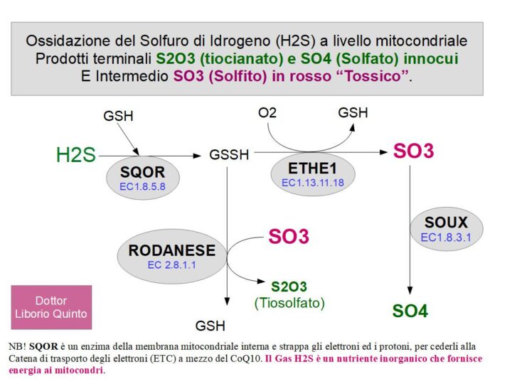 H2S: Tra longevità e cancro: Ossidazione del solfuro di idrogeno H2S in Tiosolfato (S2O3) e Solfato (SO4).