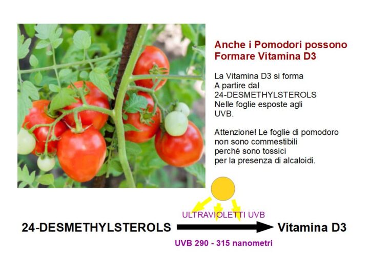 Le Piante producono vitamina D3?