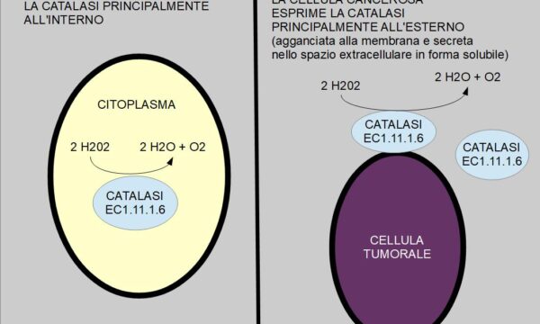 Diversa distribuzione della catalasi nella cellula tumorale