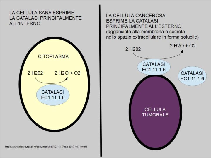 Diversa distribuzione della catalasi nella cellula tumorale