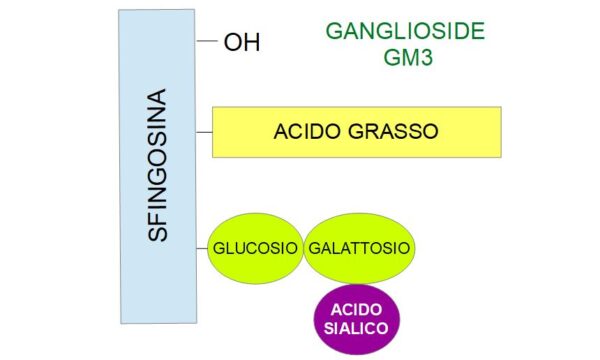 Il Ganglioside-GM3 Marker Tumorale