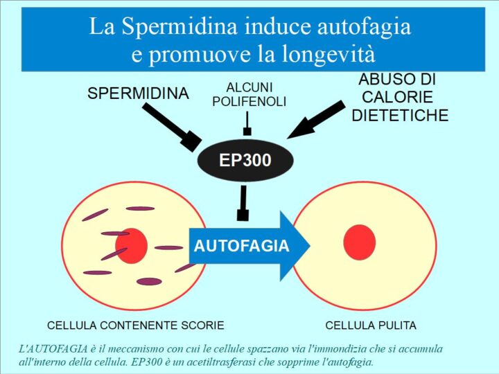 La Spermidina induce autofagia e longevità. EP300 è un acetiltrasferasi che sopprime la formazione dell'autofagosoma e quindi inibisce l'autofagia.