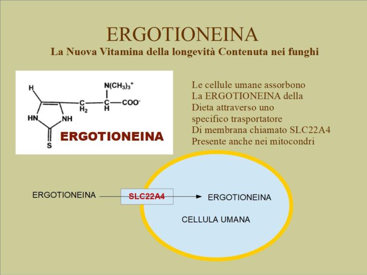 Ergotioneina, una nuova vitamina presente nei funghi ed assorbita dalle cellule umane attraverso SLC22A4.