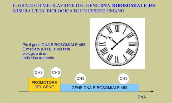 Orologio Biologico dell’Invecchiamento rDNA (o DNA ribosomiale 45 S)