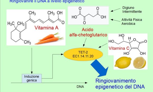Vitamina A e C ringiovaniscono il DNA