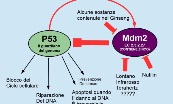 P53 e Mdm2: Il Guardiano del Genoma