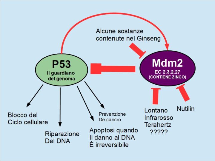 P53 e Mdm2: Il Guardiano del Genoma