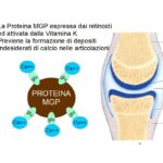 Vitamina K contro le artrosi attraverso l’attivazione di MGP