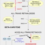 Metabolismo dell’acido retinoico