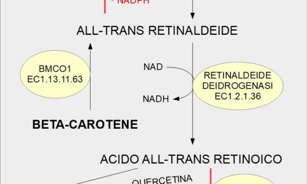 Metabolismo dell’acido retinoico