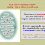 I mitocondri vengono ereditati solo dalla mamma?