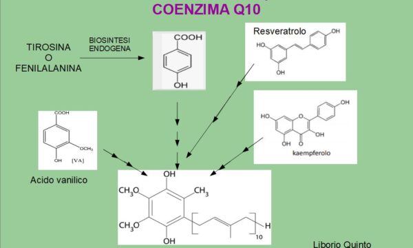 Alcuni Polifenoli sono precursori del CoQ10 (Coenzima Q10)