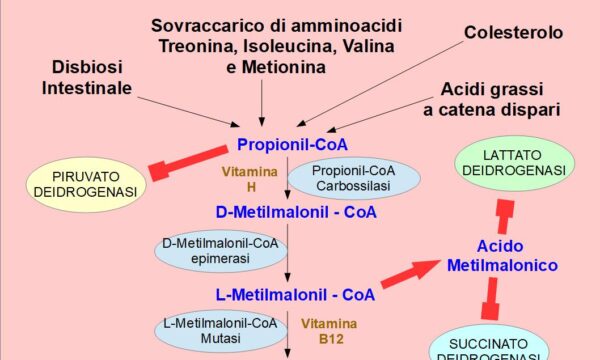 Troppe Proteine favoriscono il cancro per colpa dell’acido metilmalonico