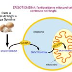 Ergotioneina antiossidante mitocondriale